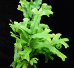 Load image into Gallery viewer, Polypodium attenuatum Falax Fern leaves or fronds.
