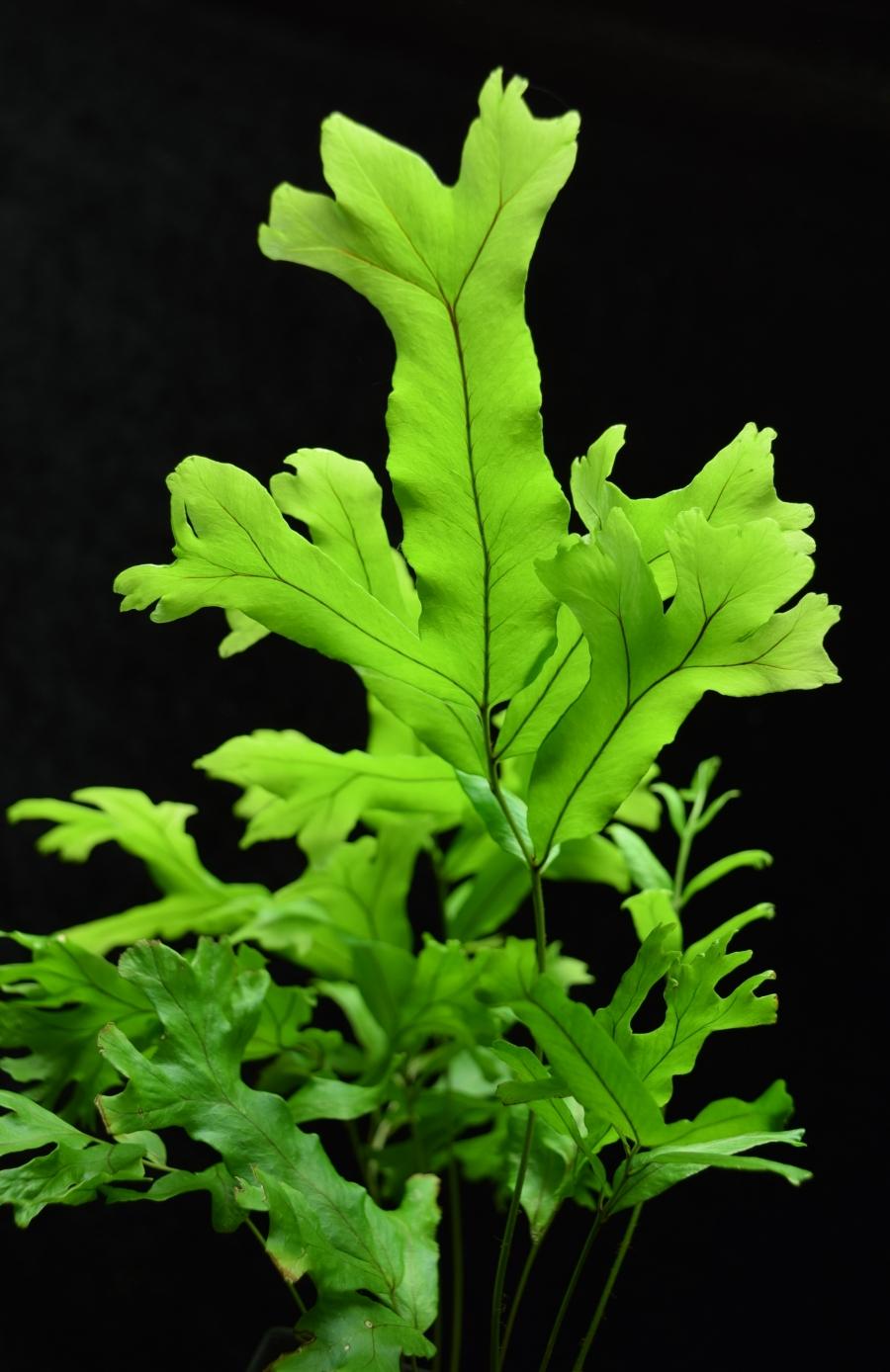 Underside view Polypodium attenuatum Falax Fern. 