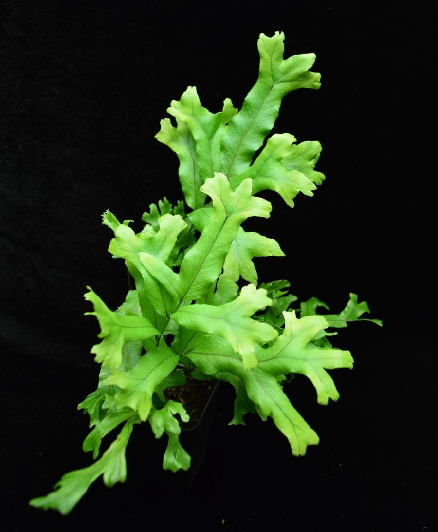 Overhead view of a small Polypodium attenuatum Falax Fern. 