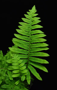 Single polypodium formosanum grub Fern frond.