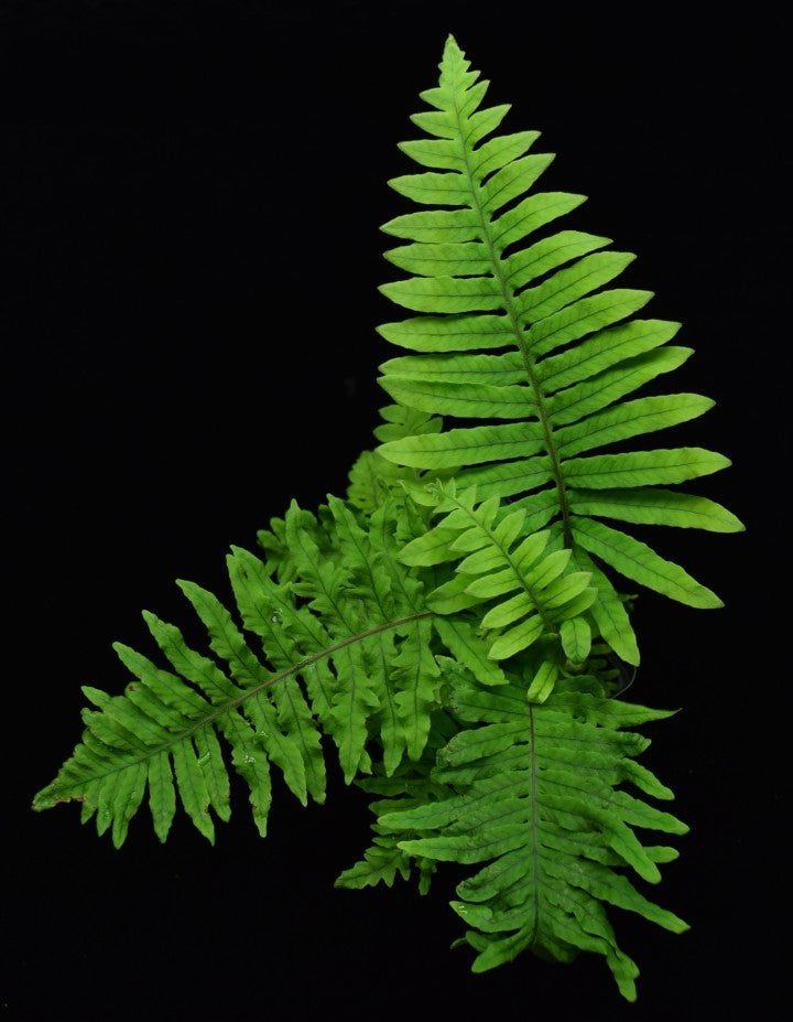 View of entire polypodium formosanum Caterpillar Fern.
