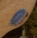 Load image into Gallery viewer, Close up of Porcellio dilatatus ‘Giant Canyon’ Isopod.
