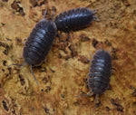 Load image into Gallery viewer, Overhead view of Porcellio dilatatus, also known as the ‘Giant Canyon’ Isopod.

