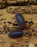 Load image into Gallery viewer, Porcellio dilatatus ‘Giant Canyon’ Isopods with juvenile / manca.
