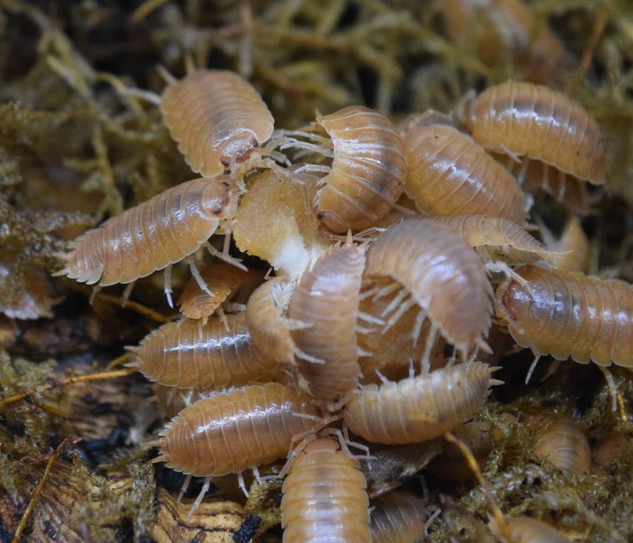 Group of Pocrcellio Leavis – 'Orange' - Isopods.
