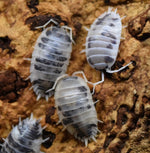 Load image into Gallery viewer, Porcellio Laevis – &#39;Dairy Cow&#39; - Isopod

