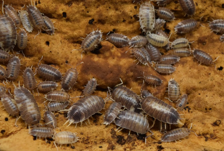 Large group of Porcellio Laevis – 'Milkback' - Isopods on cork bark.