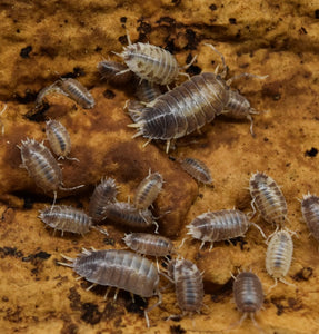 Porcellio Laevis – 'Milkback' - Isopods on cork bark.