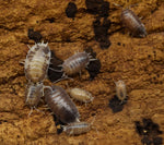 Load image into Gallery viewer, Porcellio Laevis – &#39;Milkback&#39; - Isopods

