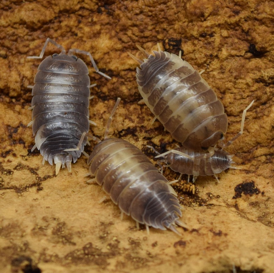 Four Porcellio Laevis – 'Milkback' - Isopods on cork bark.