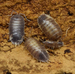 Load image into Gallery viewer, Four Porcellio Laevis – &#39;Milkback&#39; - Isopods on cork bark.

