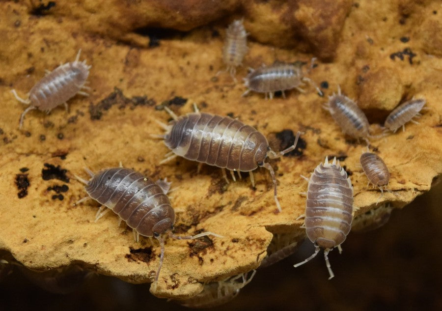 Porcellio Laevis – 'Milkback' - Isopods on cork bark.