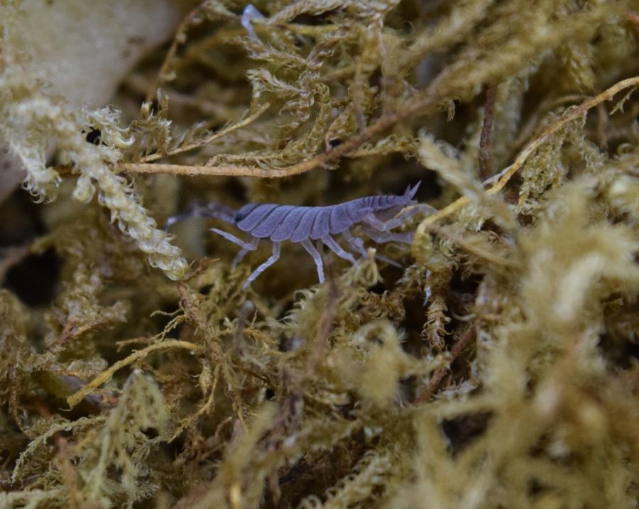 Profile view of Porcellionides pruinosus ‘Powder Blue’ Isopod.