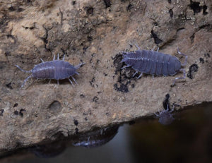 Porcellionides pruinosus ‘Powder Blue’ Isopods on cork bark.