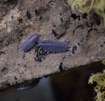 Load image into Gallery viewer, Overhead view Porcellionides pruinosus ‘Powder Blue’ Isopods.
