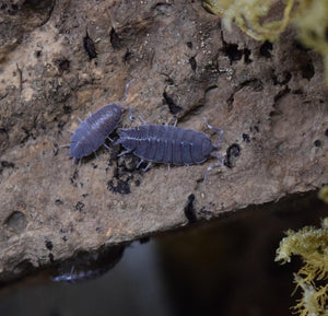 Overhead view Porcellionides pruinosus ‘Powder Blue’ Isopods.