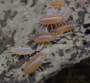 Close-up of Porcellionides pruinosus ‘Powder Orange’ Isopod on cork bark.