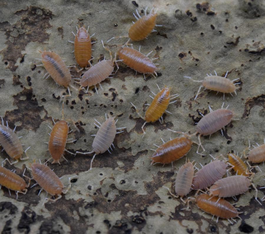 Group of Porcellionides pruinosus ‘Powder Orange’ Isopods.