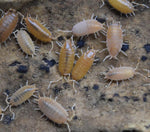 Load image into Gallery viewer, Overhead view of Porcellionides pruinosus ‘Powder Orange’ Isopods.

