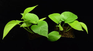 Profile view of Epipremnum pinnatum, Neon Pothos.