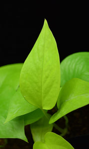 Epipremnum pinnatum leaf close up.