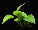 Load image into Gallery viewer, Single Neon Pothos plant.
