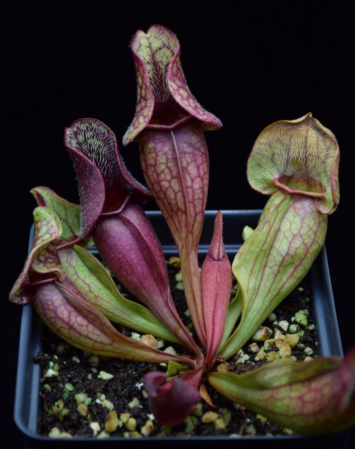 The Carnivorous pitcher plant Sarracenia 'Fat Chance' growing vibrant green pitchers with red veining.