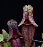 Load image into Gallery viewer, Hairs growing on the interior of the pitchers of Sarracenia &#39;Fat Chance&#39;.

