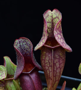 Hairs growing on the interior of the pitchers of Sarracenia 'Fat Chance'.