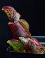 Load image into Gallery viewer, Profile view of Sarracenia &#39;Fat Chance&#39;. 
