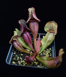 Example of Sarracenia 'Fat Chance' for sale. Growing in a 3.25" pot.