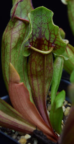 Load image into Gallery viewer, New Sarracenia &#39;Yellow Jacket&#39; leaf growing alongside older pitcher  with bright green and red coloration.
