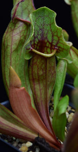 New Sarracenia 'Yellow Jacket' leaf growing alongside older pitcher  with bright green and red coloration.