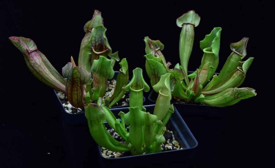 Group of three carnivorous pitcher plants Sarracenia 'Yellow Jacket'.