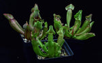 Load image into Gallery viewer, Group of three carnivorous pitcher plants Sarracenia &#39;Yellow Jacket&#39;.
