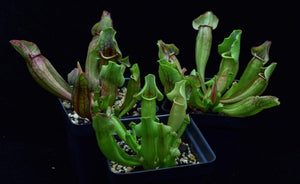 Group of three carnivorous pitcher plants Sarracenia 'Yellow Jacket'.