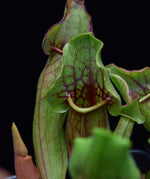 Load image into Gallery viewer, Close up of the hairs lining the interior of Sarracenia &#39;Yellow Jacket&#39; pitcher.

