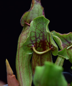 Close up of the hairs lining the interior of Sarracenia 'Yellow Jacket' pitcher.
