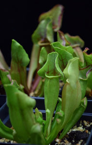 Newly formed pitcher of Sarracenia 'Yellow Jacket'.