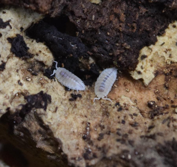 Dwarf White Isopod - Trichorhina tormentosa | Divide and Culture