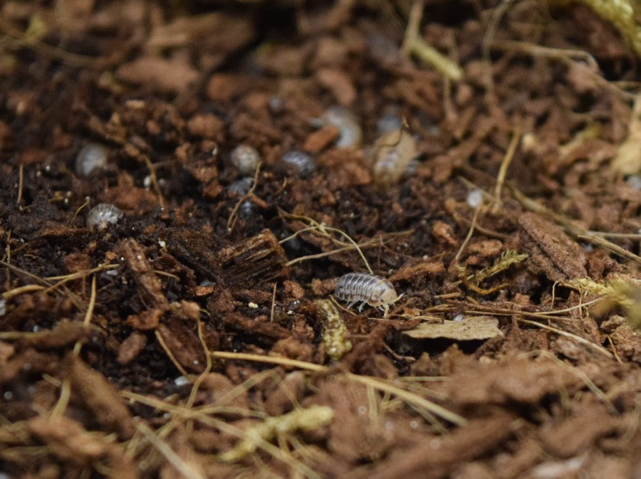 Venezillo parvus 'Typical' - Isopods crawling around the substrate.