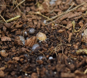 Venezillo parvus 'Typical' - Isopod coming out of the substrate.