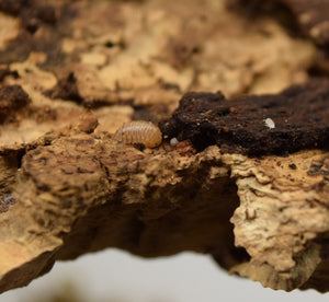 Venezillo parvus 'Typical' - Isopods on a piece of cork bark with babies (mancae).