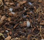 Load image into Gallery viewer, Venezillo parvus &#39;Typical&#39; - Isopods and mancae.
