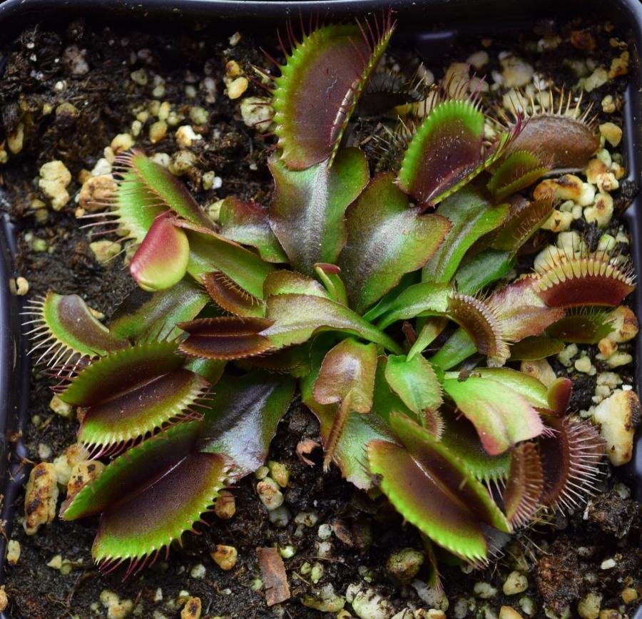 Group of Akai Ryu Red Dragon Venus Flytraps.