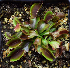 Group of Akai Ryu Red Dragon Venus Flytraps.