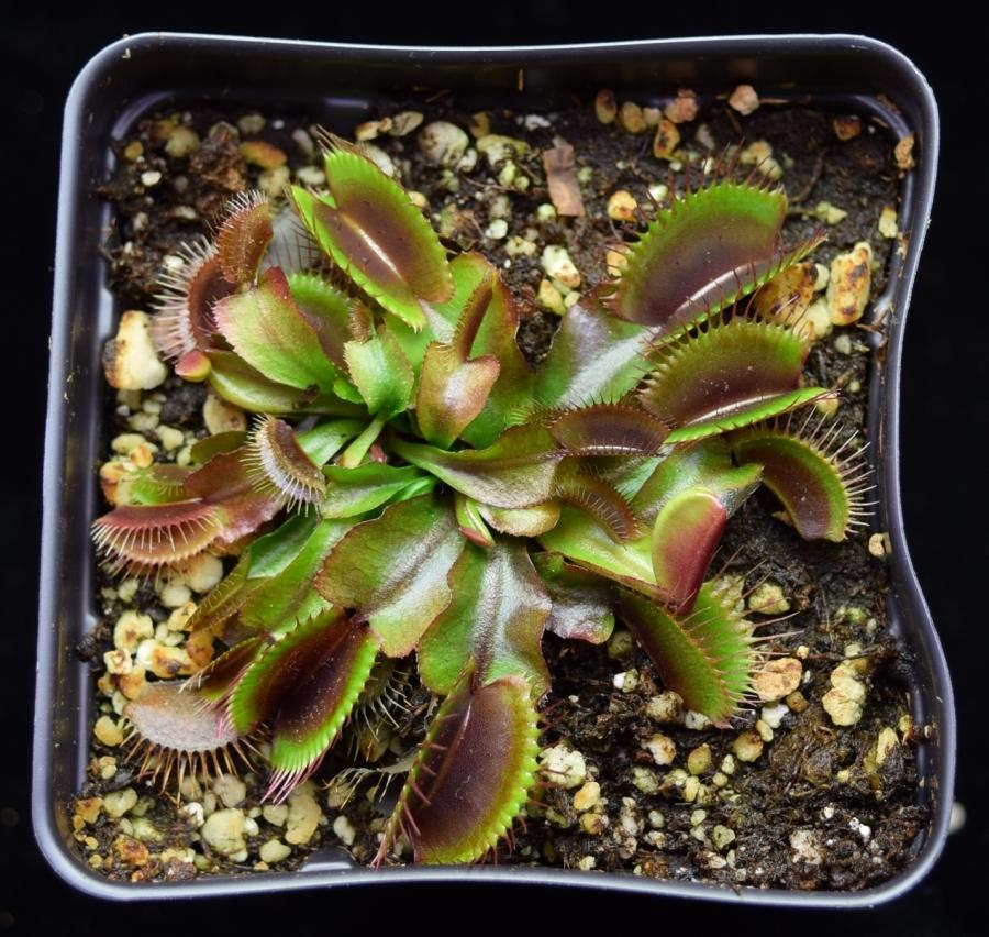 Overhead view of Venus Flytrap Akai Ryu.
