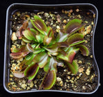 Load image into Gallery viewer, Overhead view of Venus Flytrap Akai Ryu.
