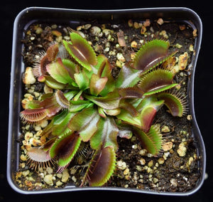 Overhead view of Venus Flytrap Akai Ryu.
