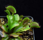Load image into Gallery viewer, Young reddish green leaves of Akai Ryu Red Dragon Venus Flytrap.
